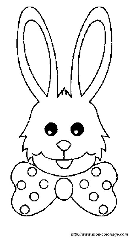 immagine 33 coniglio