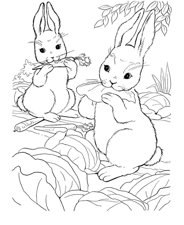 immagine Due conigli mangiano carote