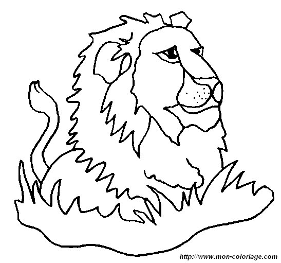 immagine 8 leone
