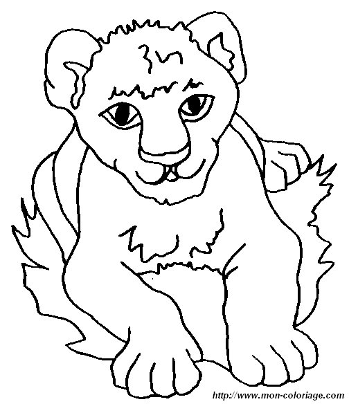 immagine 9 leone