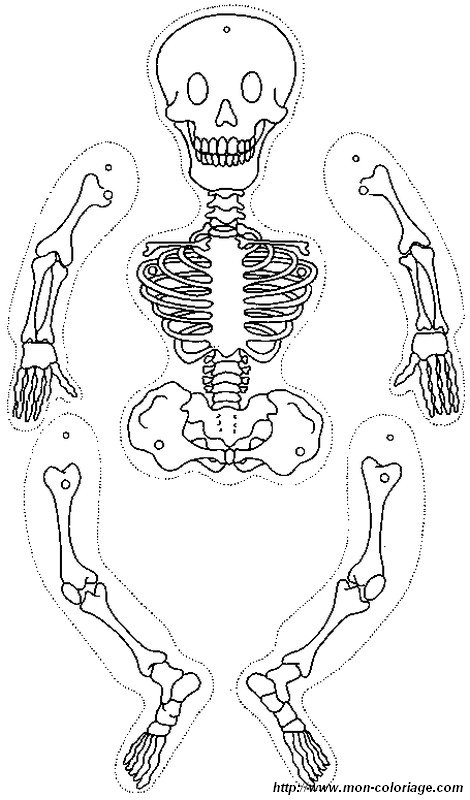 immagine scheletro