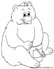 orso 5