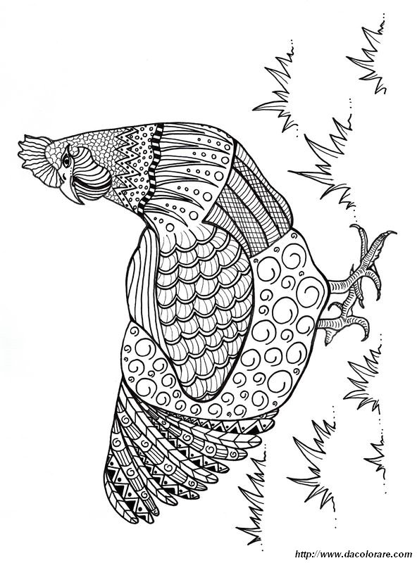 immagine Una bella gallina