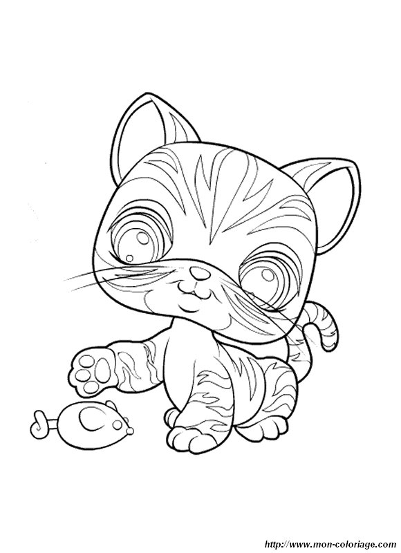 immagine gatto petshop