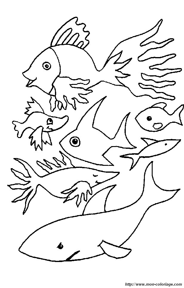 immagine 1 pesce