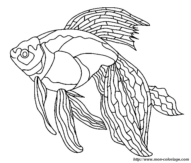 immagine un pesce 2