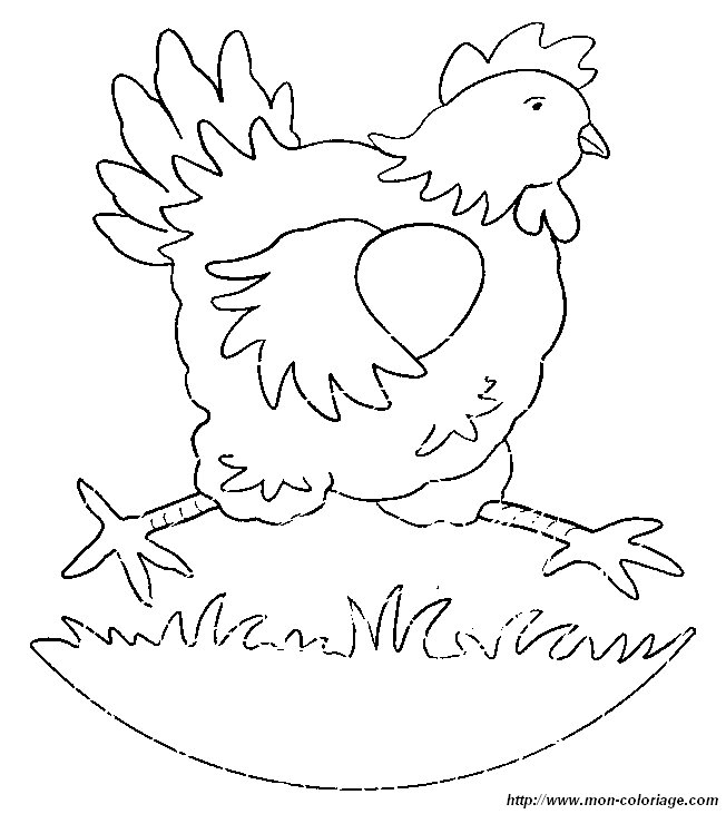 immagine gallina