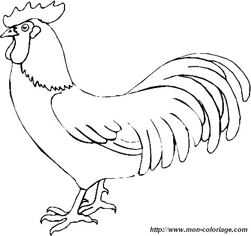 immagine gallina 9