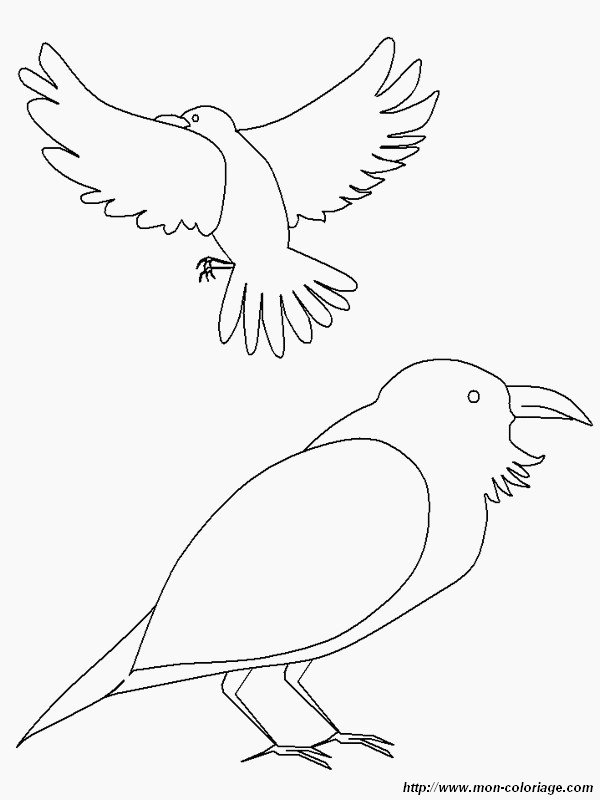 immagine coppia di uccelli