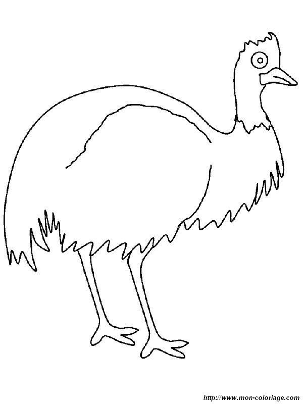 immagine un emu