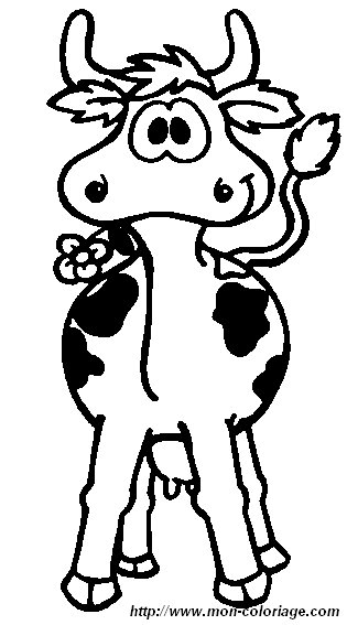 immagine 12 vacca